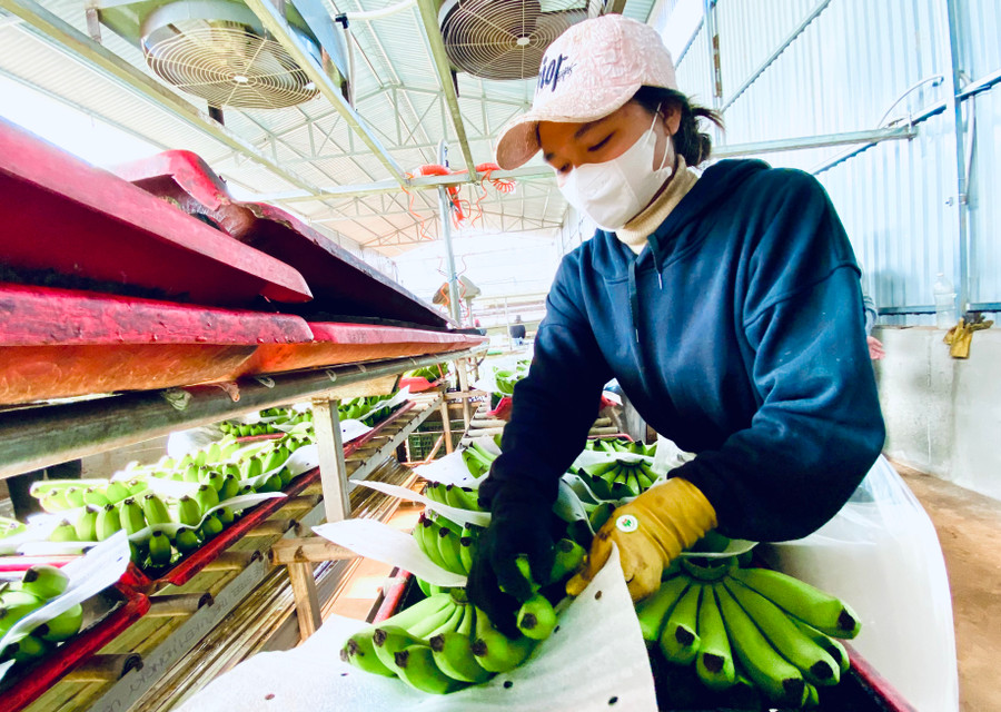 Công nhân Công ty cổ phần Nông nghiệp công nghệ cao Hưng Sơn đóng gói chuối xuất khẩu. Ảnh: H.D