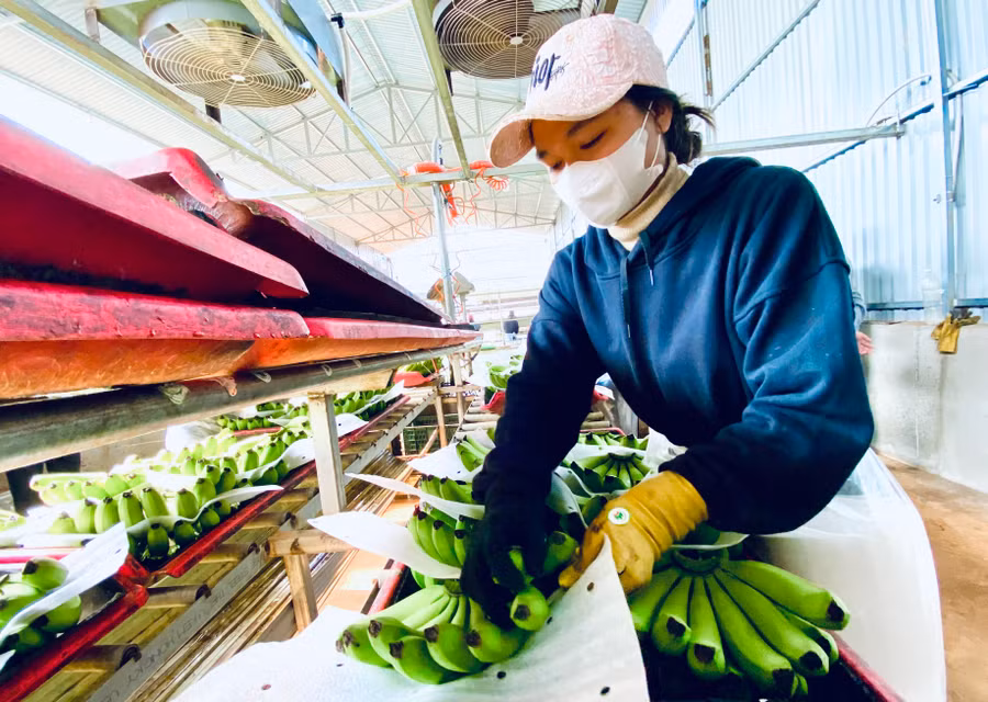 Công nhân Công ty cổ phần Nông nghiệp công nghệ cao Hưng Sơn đóng gói chuối xuất khẩu. Ảnh: H.D