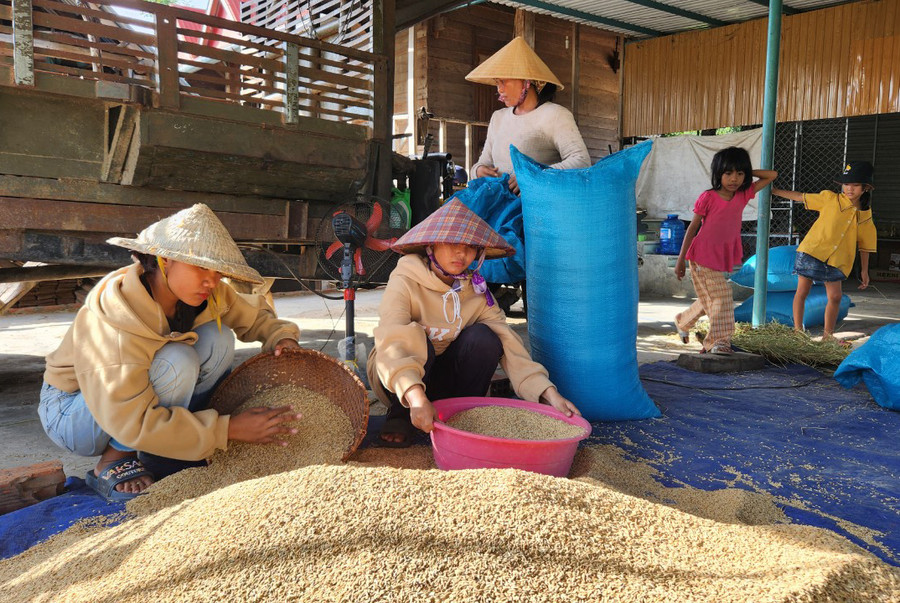 Người dân buôn Ngôm (xã Chư Drăng, huyện Krông Pa) thu hoạch lúa. Ảnh: H.P Người dân buôn Ngôm (xã Chư Drăng, huyện Krông Pa) thu hoạch lúa. Ảnh: H.P