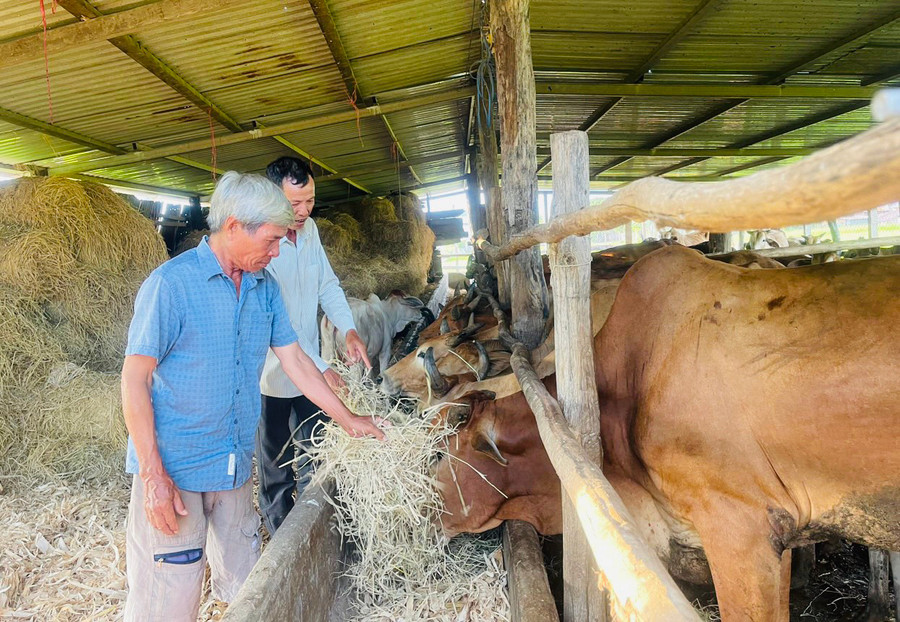 Ông Trần Văn Toàn (bìa trái) gắn bó với nghề chăn nuôi bò hơn 30 năm qua. Ảnh: V.C