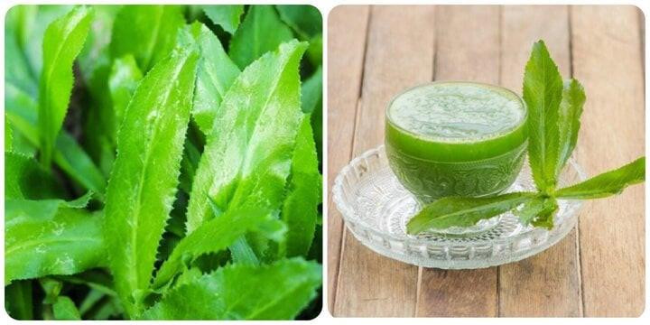 Nước lá ngò gai rất tốt cho sức khoẻ. Nước lá ngò gai rất tốt cho sức khoẻ.