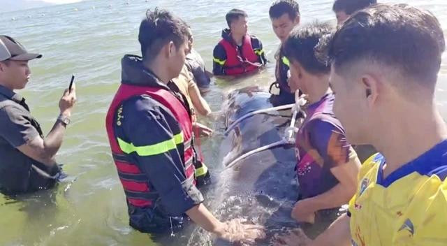 Lực lượng chức năng đưa con cá lớn trở lại với biển