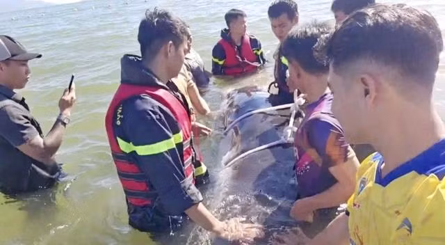 Lực lượng chức năng đưa con cá lớn trở lại với biển