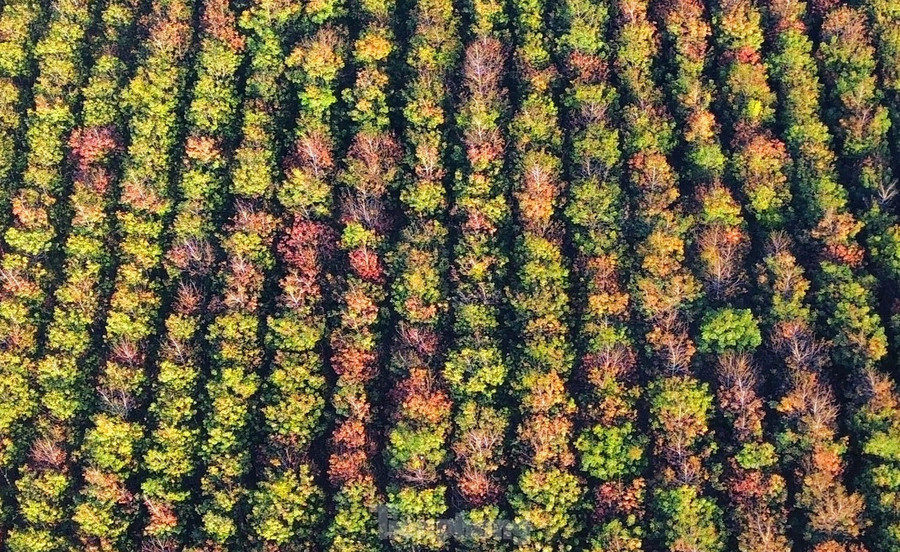 Nhìn từ trên cao, những cây cao su với đủ các gam màu từ xanh non, xanh thẫm đến vàng, cam, đỏ... Nhìn từ trên cao, những cây cao su với đủ các gam màu từ xanh non, xanh thẫm đến vàng, cam, đỏ...
