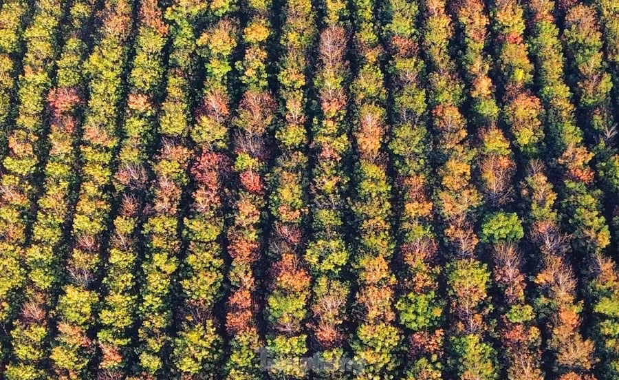 Nhìn từ trên cao, những cây cao su với đủ các gam màu từ xanh non, xanh thẫm đến vàng, cam, đỏ...