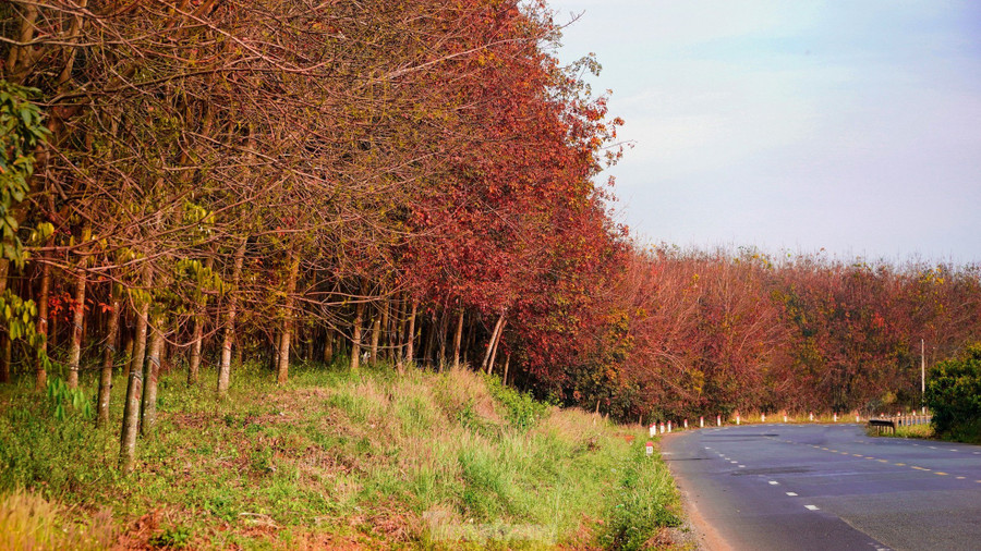 Rừng cao su thay lá nằm dọc đường Quốc lộ 14 đoạn qua địa bàn tỉnh Đắk Nông khiến người dân và du khách mê mẩn. Rừng cao su thay lá nằm dọc đường Quốc lộ 14 đoạn qua địa bàn tỉnh Đắk Nông khiến người dân và du khách mê mẩn.