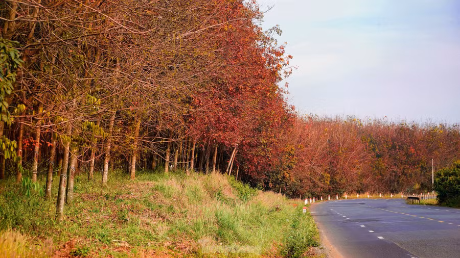 Rừng cao su thay lá nằm dọc đường Quốc lộ 14 đoạn qua địa bàn tỉnh Đắk Nông khiến người dân và du khách mê mẩn.