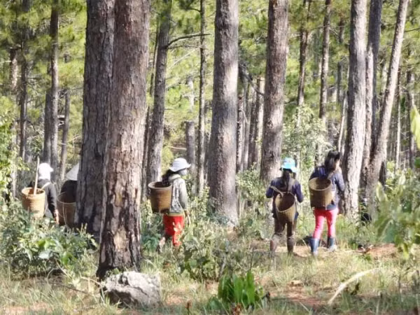 Xông rừng đầu năm là tập quán lâu đời của bà con người Mông ở Tây Nguyên. Xông rừng đầu năm là tập quán lâu đời của bà con người Mông ở Tây Nguyên.