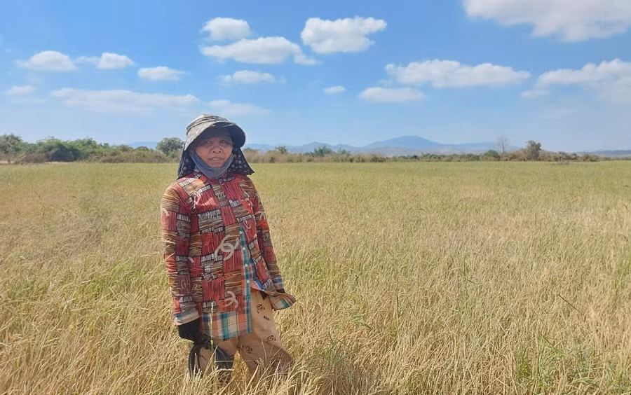 Bà Ksor H’Đưh (làng Lok, xã Ia Ake) bên ruộng lúa héo khô do không còn nước tưới. Ảnh: N.D