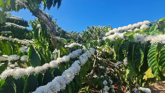 Hoa cà phê nở đều