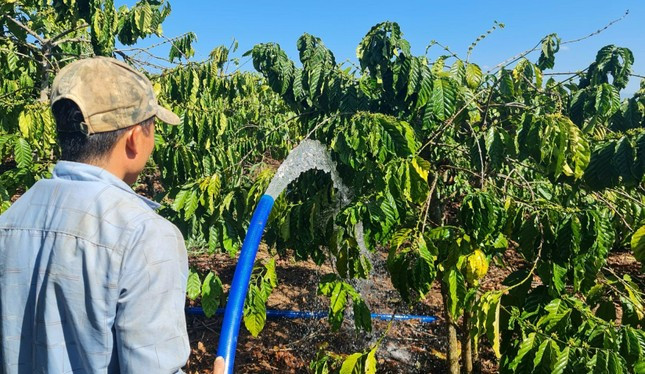 Khâu quan trọng nhất trong giai đoạn này là tưới nước cho cây ra hoa