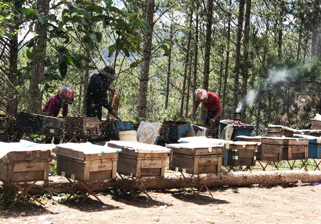 Vận chuyển các hộp ong đến gần vườn cà phê để khai thác mật