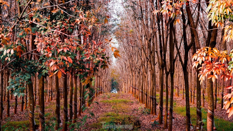 Giai đoạn lá cao su ngả sang màu vàng, đỏ là thời điểm rừng cao su đẹp nhất với không gian thơ mộng, lãng mạn. Nhiều người ví rừng cao su mùa thay lá giống khung cảnh mùa thu của châu Âu. Giai đoạn lá cao su ngả sang màu vàng, đỏ là thời điểm rừng cao su đẹp nhất với không gian thơ mộng, lãng mạn. Nhiều người ví rừng cao su mùa thay lá giống khung cảnh mùa thu của châu Âu.