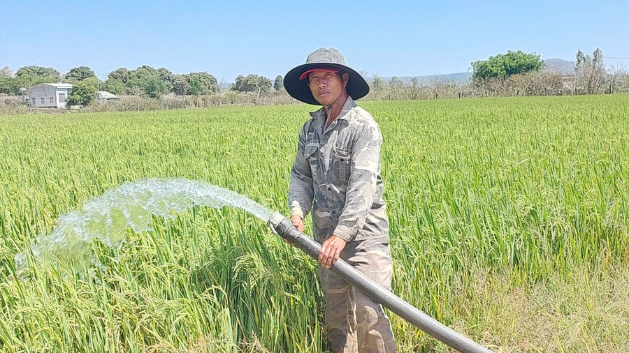 Ông Thân đang tìm nguồn nước để bơm tưới cứu 1 ha lúa của gia đình. Ảnh: N.D