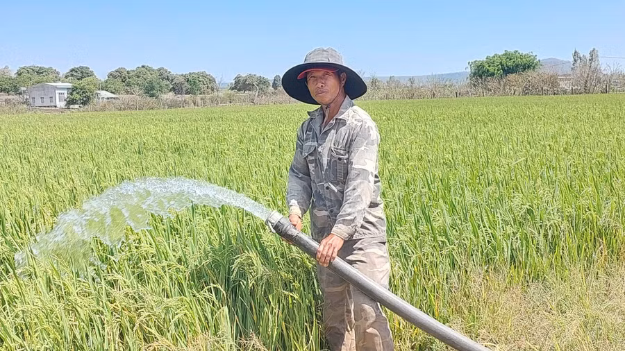 Ông Thân đang tìm nguồn nước để bơm tưới cứu 1 ha lúa của gia đình. Ảnh: N.D
