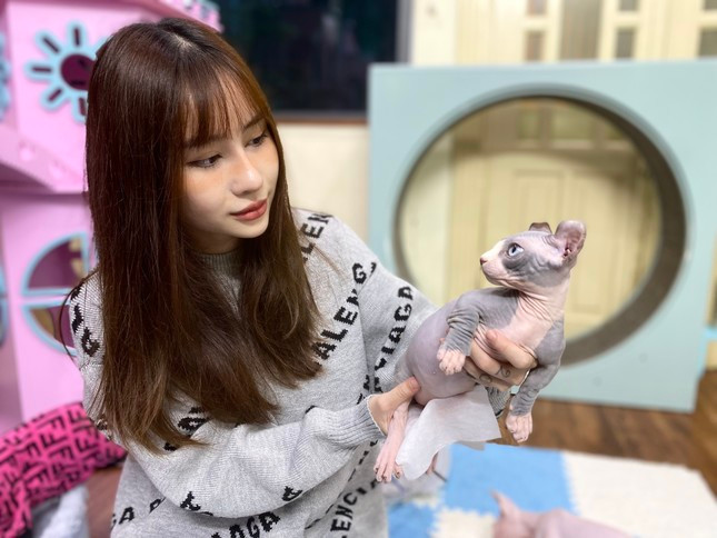 My giới thiệu một cá thể mèo không lông có giá trị cao tại trại mèo