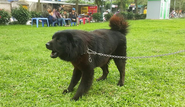 Xù - một trong những cá thể chó Bắc Hà ưng ý nhất mà anh Phạm Anh Cường đang sở hữu. Xù - một trong những cá thể chó Bắc Hà ưng ý nhất mà anh Phạm Anh Cường đang sở hữu.