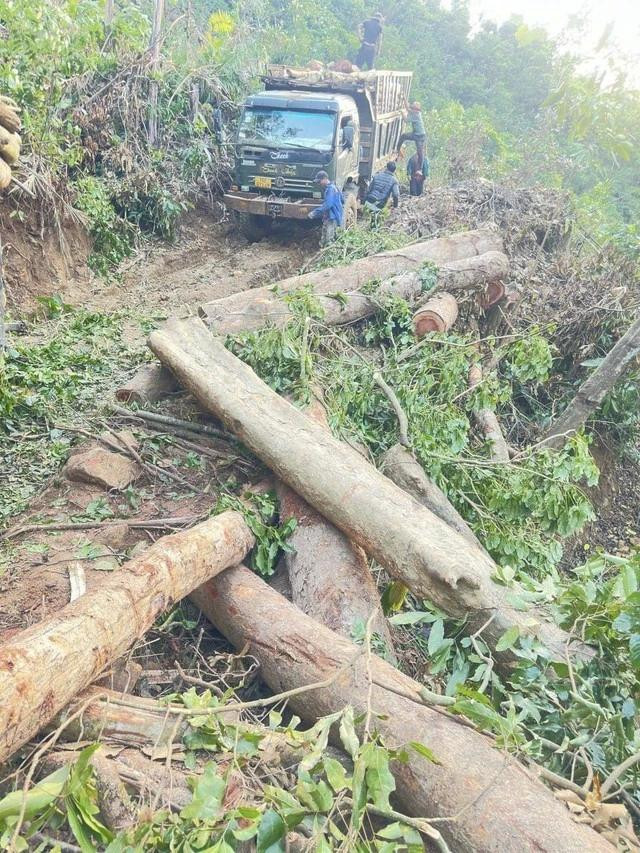 Nhiều khúc gỗ trâm bị cưa hạ chưa được chất lên xe Nhiều khúc gỗ trâm bị cưa hạ chưa được chất lên xe