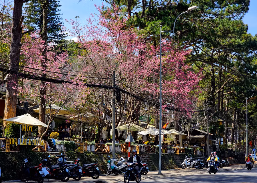 Những quán cà phê trồng nhiều mai anh đào cũng thu hút nhiều khách đến ngắm hoa.