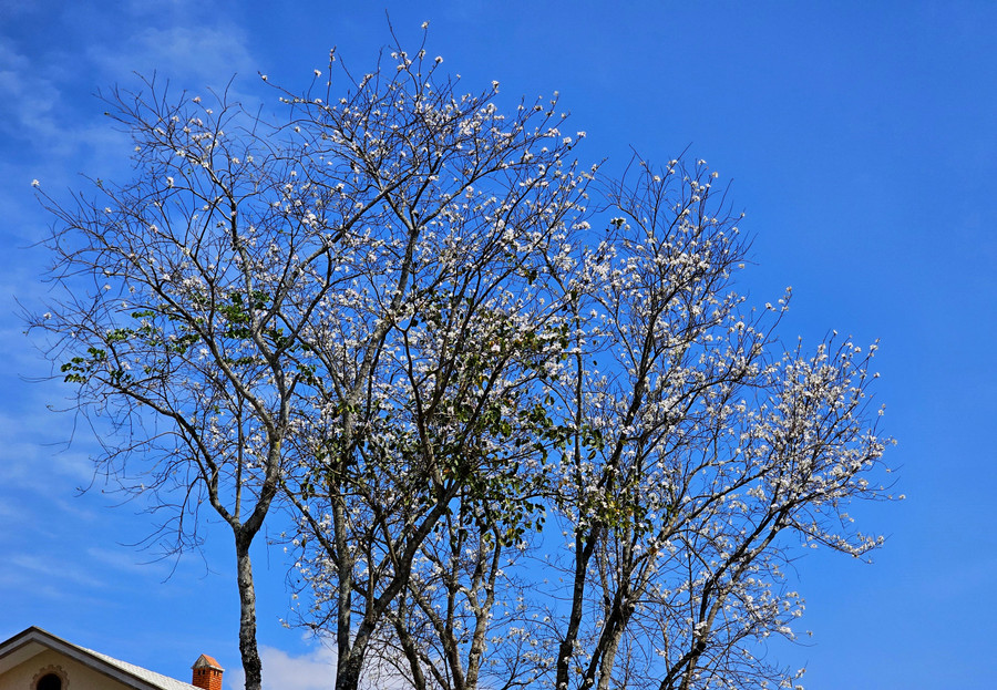 Cũng giống 2 loài hoa phương tím và mai anh đào, hoa ban trắng cũng bung nở rực rỡ khi lá đã rụng hết