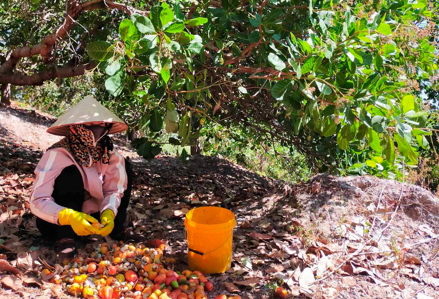 Người trồng ở xã Ia Nan (huyện Đức Cơ) thu hoạch điều. Ảnh: T.D Người trồng ở xã Ia Nan (huyện Đức Cơ) thu hoạch điều. Ảnh: T.D