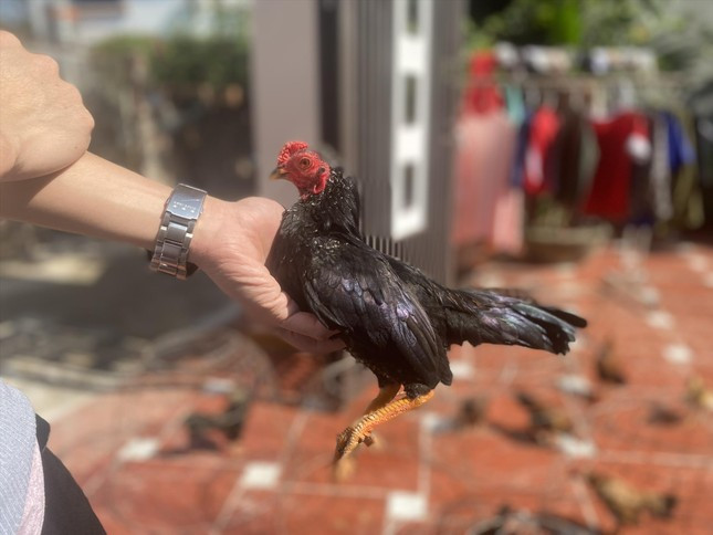 Cá thể gà tre Bắc có bộ lông đẹp, không bị lem màu Cá thể gà tre Bắc có bộ lông đẹp, không bị lem màu