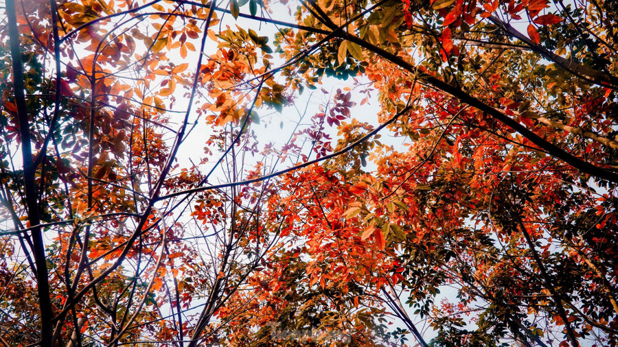 Lá cao su chuyển màu đỏ nên nhiều nhiều du khách tìm đến lưu lại khoảng khắc giao mùa Lá cao su chuyển màu đỏ nên nhiều nhiều du khách tìm đến lưu lại khoảng khắc giao mùa
