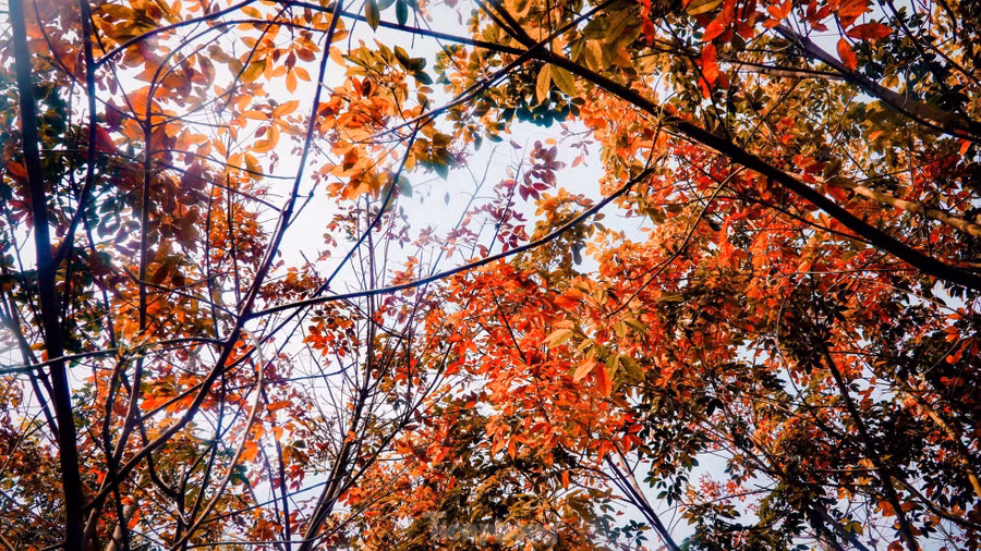 Lá cao su chuyển màu đỏ nên nhiều nhiều du khách tìm đến lưu lại khoảng khắc giao mùa