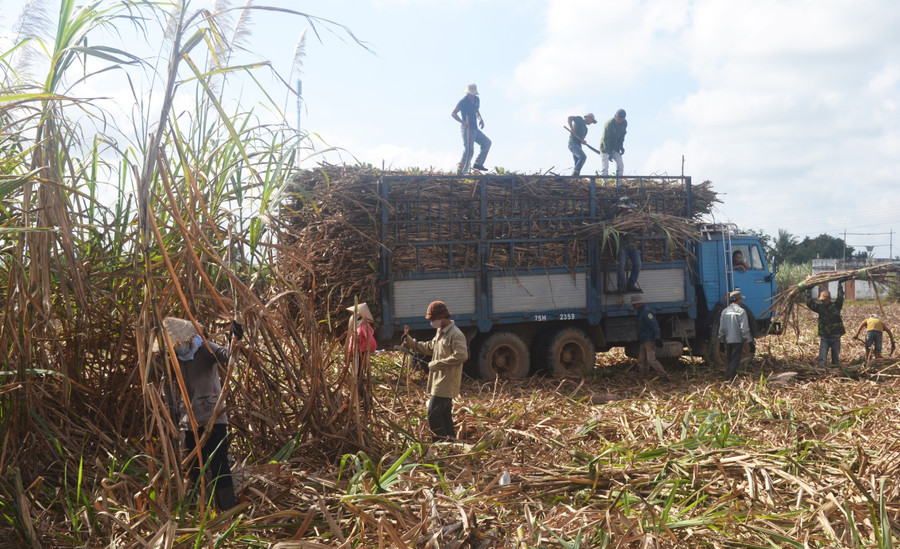 Người dân huyện Krông Pa thu hoạch mía. Ảnh: L.N Người dân huyện Krông Pa thu hoạch mía. Ảnh: L.N