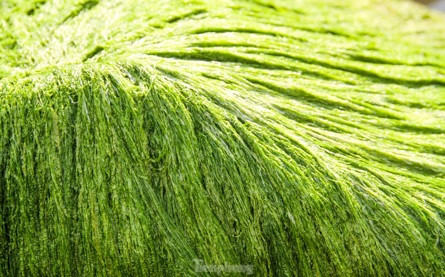 Những phiến đá phủ rêu xanh mướt. Ảnh: Trương Định Những phiến đá phủ rêu xanh mướt. Ảnh: Trương Định