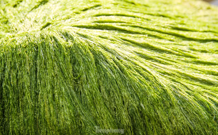 Những phiến đá phủ rêu xanh mướt. Ảnh: Trương Định