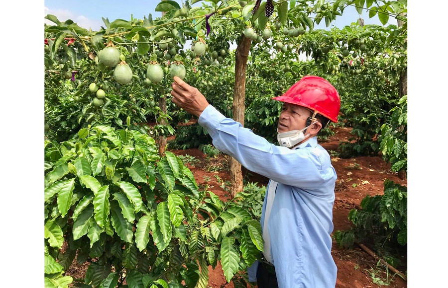 Ông Trần Ngọc Châu (thôn 1, xã Nam Yang) bên vườn chanh dây trồng xen cà phê của gia đình. Ảnh: L.N Ông Trần Ngọc Châu (thôn 1, xã Nam Yang) bên vườn chanh dây trồng xen cà phê của gia đình. Ảnh: L.N