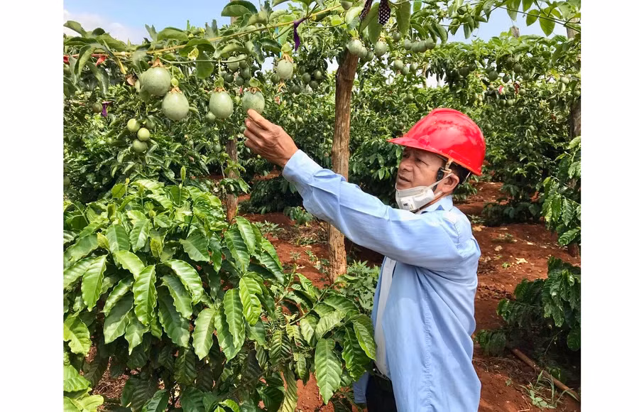 Ông Trần Ngọc Châu (thôn 1, xã Nam Yang) bên vườn chanh dây trồng xen cà phê của gia đình. Ảnh: L.N