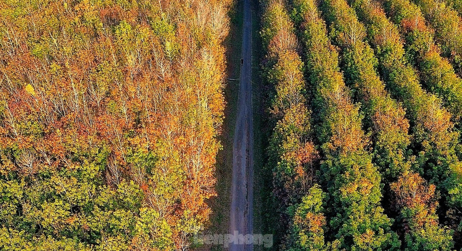 Theo thống kê, các tỉnh Tây Nguyên hiện có tổng diện tích cao su trên 255.000ha. Mùa cao su thay lá ở khu vực này bắt đầu từ tháng 12 đến cuối tháng 2 năm sau. Theo thống kê, các tỉnh Tây Nguyên hiện có tổng diện tích cao su trên 255.000ha. Mùa cao su thay lá ở khu vực này bắt đầu từ tháng 12 đến cuối tháng 2 năm sau.