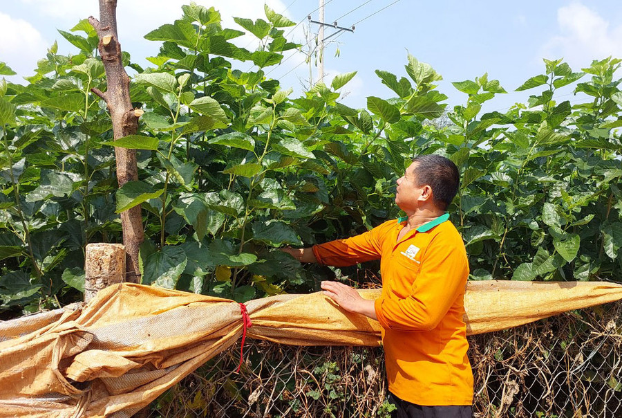 Ông Nguyễn Xuân Kính (làng O Pếch, xã Ia Pếch, huyện Ia Grai) bên vườn dâu xanh tốt phục vụ nuôi tằm. Ảnh: N.D Ông Nguyễn Xuân Kính (làng O Pếch, xã Ia Pếch, huyện Ia Grai) bên vườn dâu xanh tốt phục vụ nuôi tằm. Ảnh: N.D