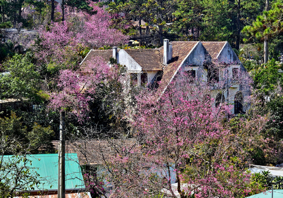 TP Đà Lạt nổi tiếng gắn liền với mai anh đào. Loài hoa này thường nở vào dịp Tết Nguyên đán. Trong ảnh: Một biệt thự ven đường Trần Hưng Đạo được tôn lên vẻ cổ kính khi nằm giữa những cây mai anh đào đang nở thắm.