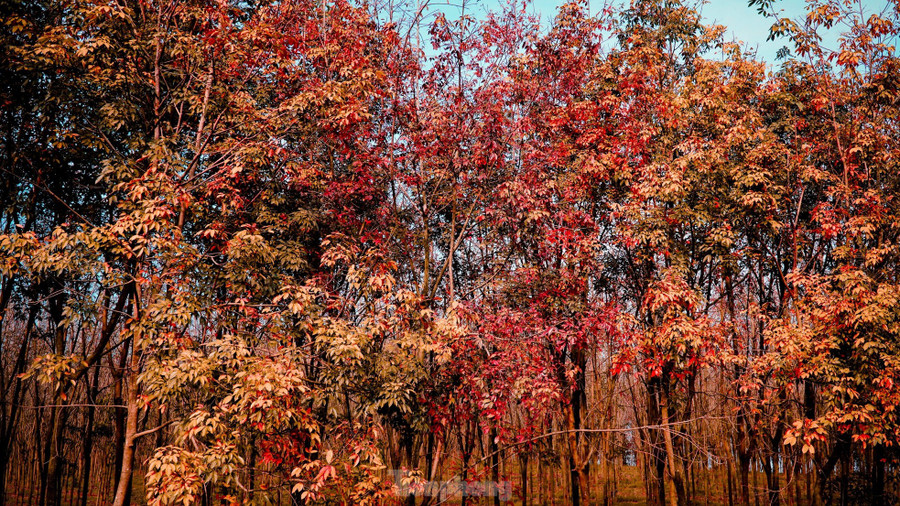 Theo người dân, thời điểm từng cánh rừng cao su bạt ngàn bắt đầu rụng lá tạo ra khung cảnh tuyệt đẹp. Theo người dân, thời điểm từng cánh rừng cao su bạt ngàn bắt đầu rụng lá tạo ra khung cảnh tuyệt đẹp.
