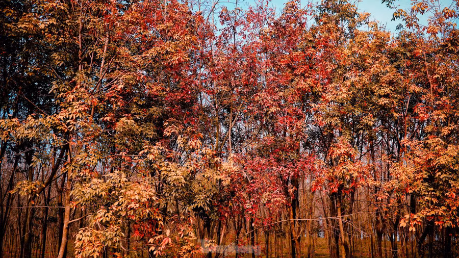 Theo người dân, thời điểm từng cánh rừng cao su bạt ngàn bắt đầu rụng lá tạo ra khung cảnh tuyệt đẹp.
