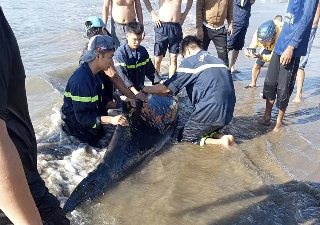 Cá lớn mắc cạn ở bãi biển Quy Nhơn