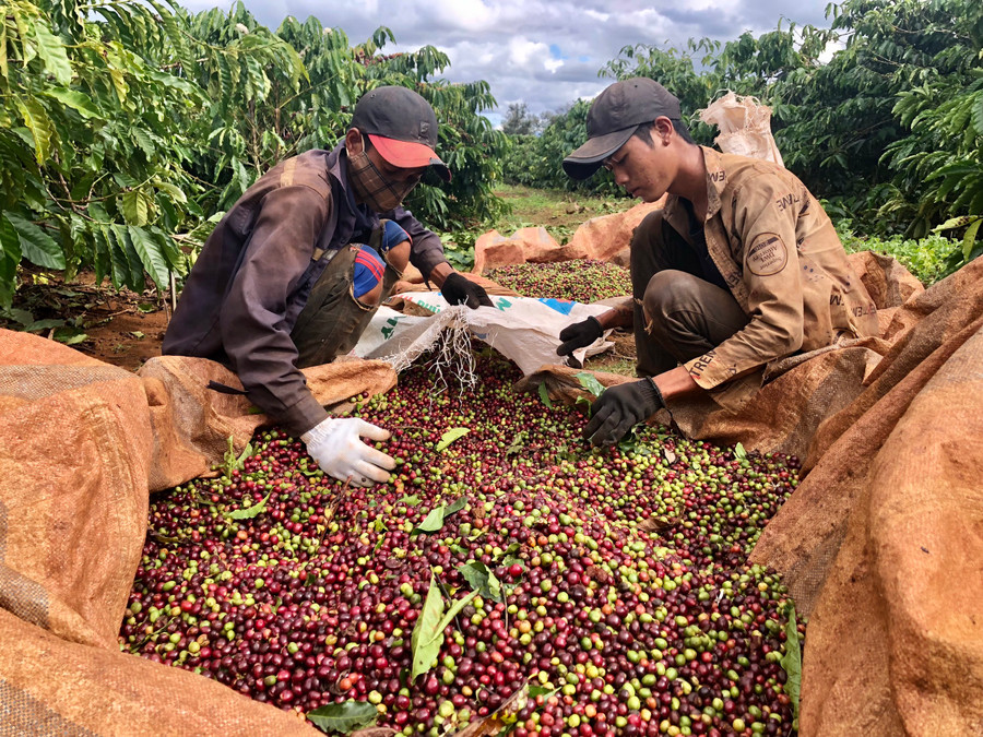 Người dân xã Kdang (huyện Đak Đoa) thu hoạch cà phê. Đây là cây trồng chủ lực của huyện giúp người dân phát triển kinh tế. Ảnh: L.N Người dân xã Kdang (huyện Đak Đoa) thu hoạch cà phê. Đây là cây trồng chủ lực của huyện giúp người dân phát triển kinh tế. Ảnh: L.N