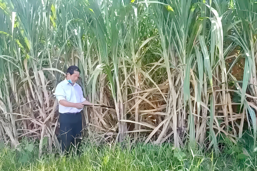 Ông Lê Văn Thoát (tổ 10, thị trấn Phú Túc) bên ruộng mía của gia đình. Ảnh: L.N Ông Lê Văn Thoát (tổ 10, thị trấn Phú Túc) bên ruộng mía của gia đình. Ảnh: L.N