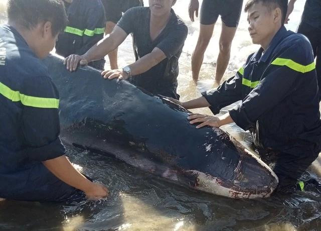 Phần đầu cá có nhiều vết thương