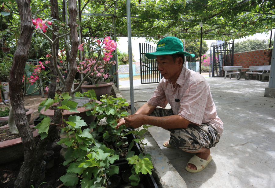 Ông Lịch ươm cây giống bán cho người dân trong vùng. Ảnh: Văn Ngọc