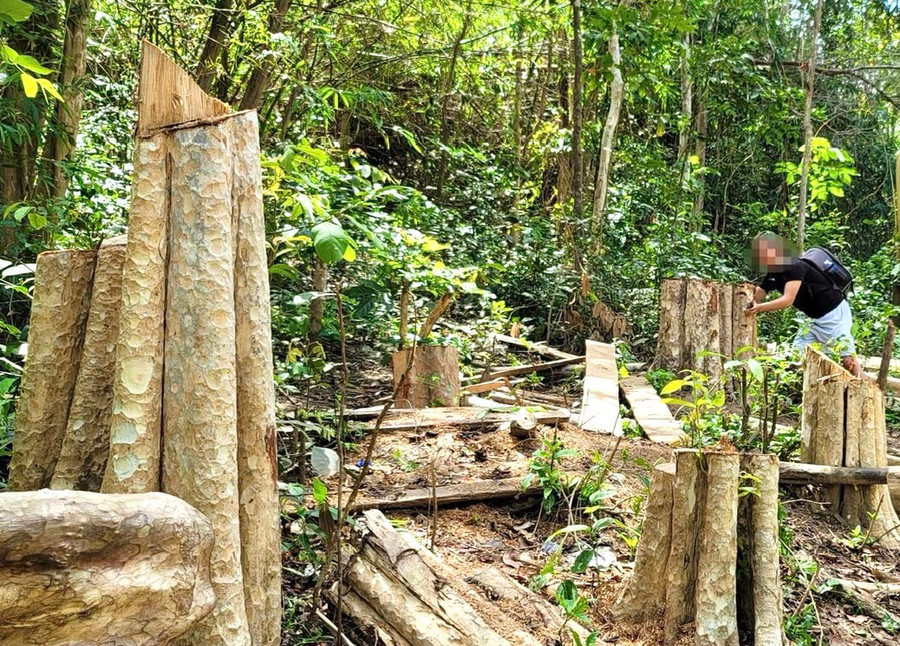 Một vụ phá rừng tại lâm phần quản lý của Công ty Lâm nghiệp Kông H’de được cơ quan chức năng huyện Kông Chro phát hiện, xử lý. Ảnh: M.N Một vụ phá rừng tại lâm phần quản lý của Công ty Lâm nghiệp Kông H’de được cơ quan chức năng huyện Kông Chro phát hiện, xử lý. Ảnh: M.N
