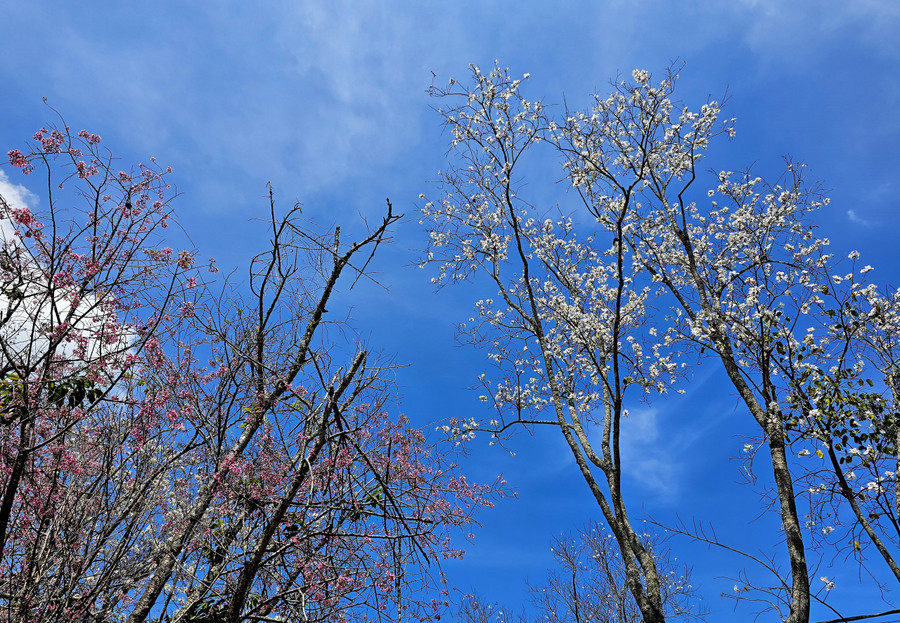 Tại nhiều góc thành phố, hoa ban trắng khoe sắc bên cạnh mai anh đào, tạo nên một Đà Lạt đẹp thơ mộng mà không nơi nào có được.