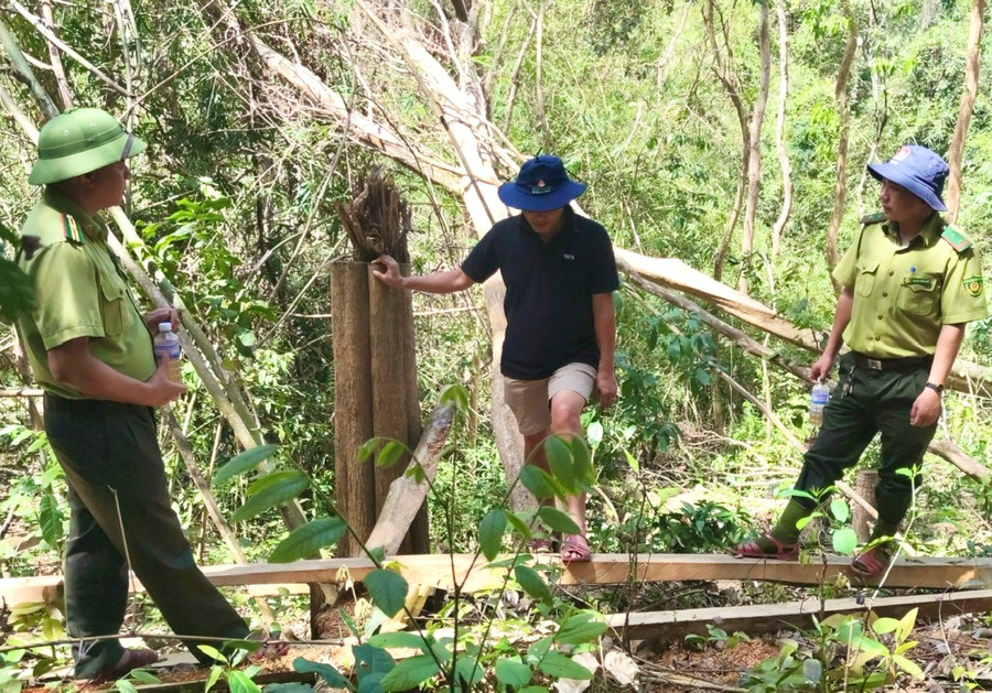 Vụ khai thác rừng trái pháp luật được các cơ quan chức năng phát hiện vào tháng 2-2023 tại tiểu khu 792 (xã Sró) thuộc lâm phần Công ty Lâm nghiệp Kông H'de quản lý. Ảnh: M.N Vụ khai thác rừng trái pháp luật được các cơ quan chức năng phát hiện vào tháng 2-2023 tại tiểu khu 792 (xã Sró) thuộc lâm phần Công ty Lâm nghiệp Kông H'de quản lý. Ảnh: M.N