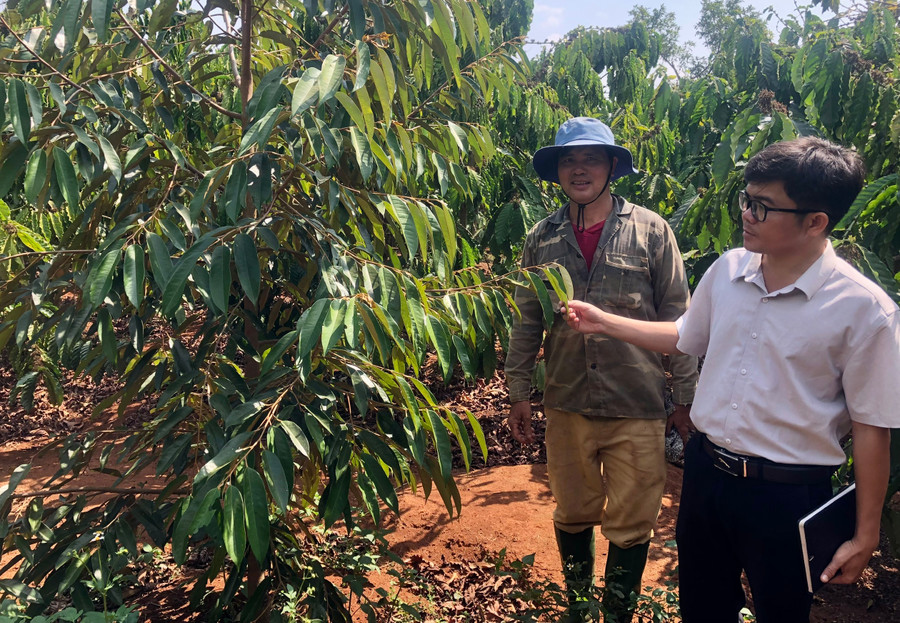 Ông Phạm Hữu Thạch (bìa trái, thôn 2, xã Nghĩa Hưng) được hỗ trợ cây giống sầu riêng để trồng xen trong vườn cà phê. Ảnh: L.N Ông Phạm Hữu Thạch (bìa trái, thôn 2, xã Nghĩa Hưng) được hỗ trợ cây giống sầu riêng để trồng xen trong vườn cà phê. Ảnh: L.N