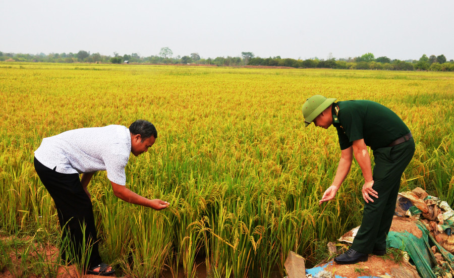 Lãnh đạo Đồn Biên phòng Ia Mơr (huyện Chư Prông) cùng già làng kiểm tra cánh đồng lúa nước do Bộ đội Biên phòng xây dựng. Ảnh: T.D Lãnh đạo Đồn Biên phòng Ia Mơr (huyện Chư Prông) cùng già làng kiểm tra cánh đồng lúa nước do Bộ đội Biên phòng xây dựng. Ảnh: T.D