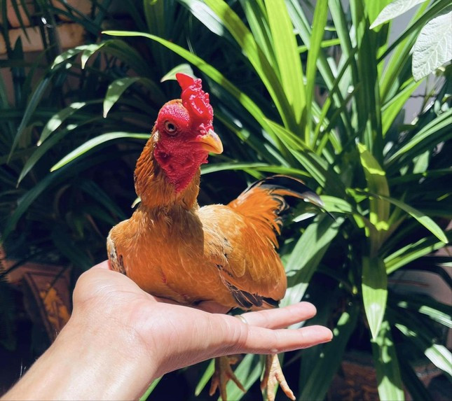 Cộc Vàng - một trong những cá thể gà tre Bắc cộc đẹp nhất mà anh Nguyễn Xuân Huy đang sở hữu. Có người đã trả giá 220 triệu đồng nhưng anh vẫn không bán Cộc Vàng - một trong những cá thể gà tre Bắc cộc đẹp nhất mà anh Nguyễn Xuân Huy đang sở hữu. Có người đã trả giá 220 triệu đồng nhưng anh vẫn không bán