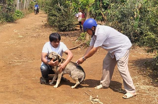 Tiêm phòng dại cho chó ở một xã nông thôn Đắk Lắk
